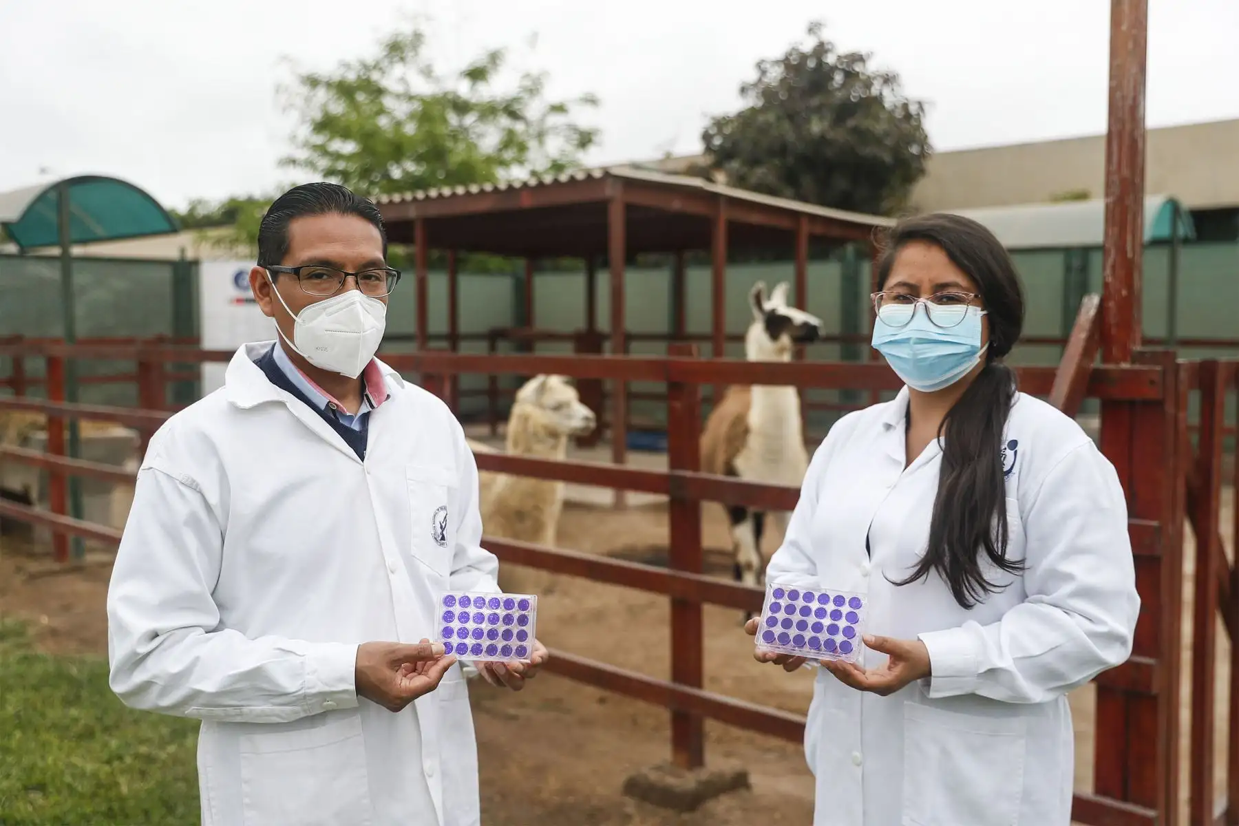 NS logra avances en el desarrollo de nanoanticuerpos para neutralizar la infección por covid-19 de una llama peruana, informó el biólogo molecular INS, Henri Bailón Calderón.
Foto: ANDINA/Renato Pajuelo