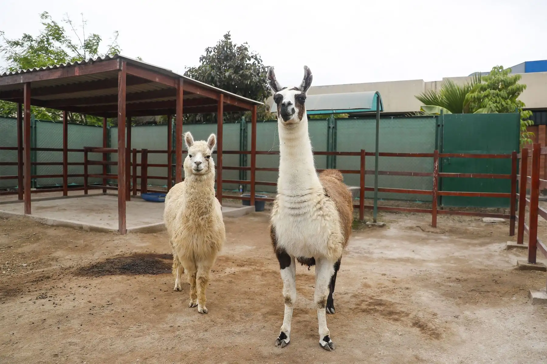 NS logra avances en el desarrollo de nanoanticuerpos para neutralizar la infección por covid-19 de una llama peruana, informó el biólogo molecular INS, Henri Bailón Calderón.
Foto: ANDINA/Renato Pajuelo