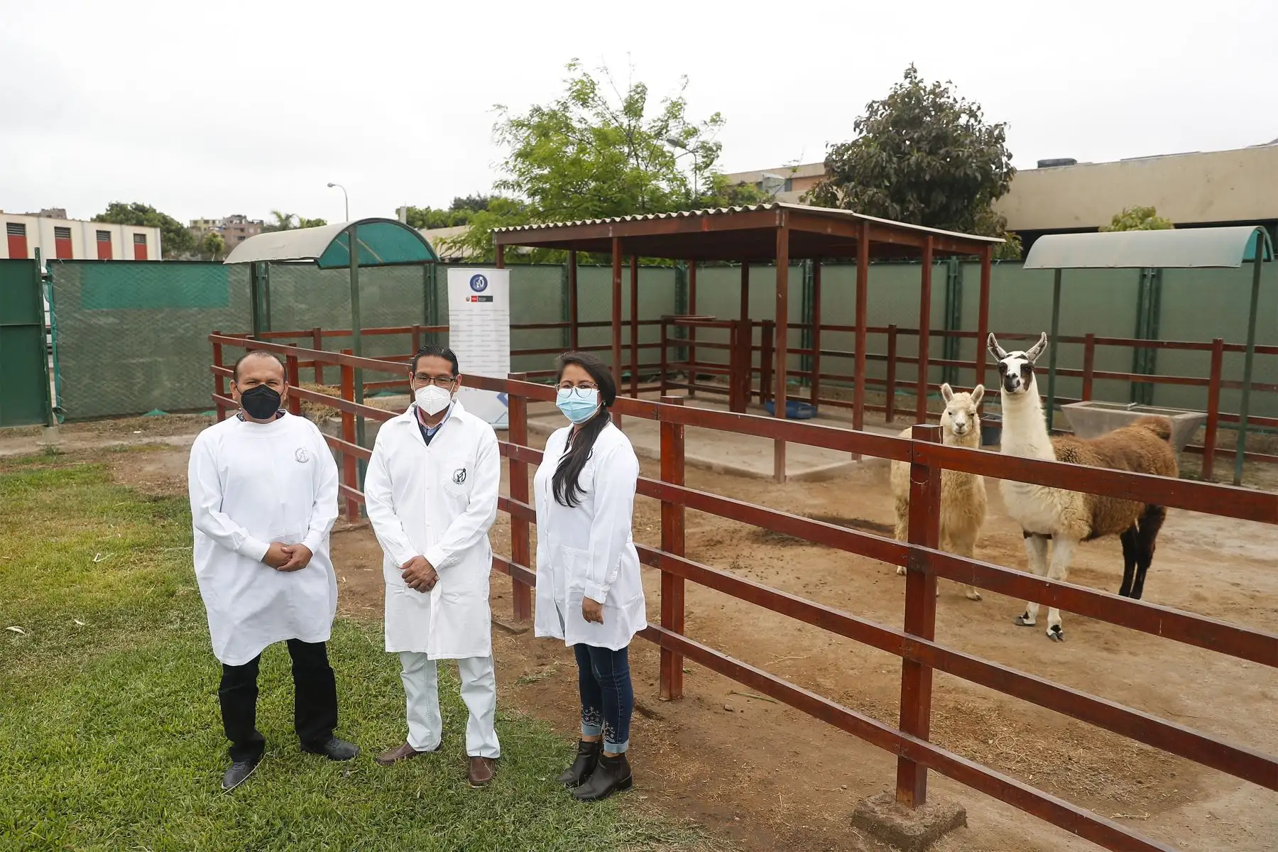 NS logra avances en el desarrollo de nanoanticuerpos para neutralizar la infección por covid-19 de una llama peruana, informó el biólogo molecular INS, Henri Bailón Calderón.
Foto: ANDINA/Renato Pajuelo