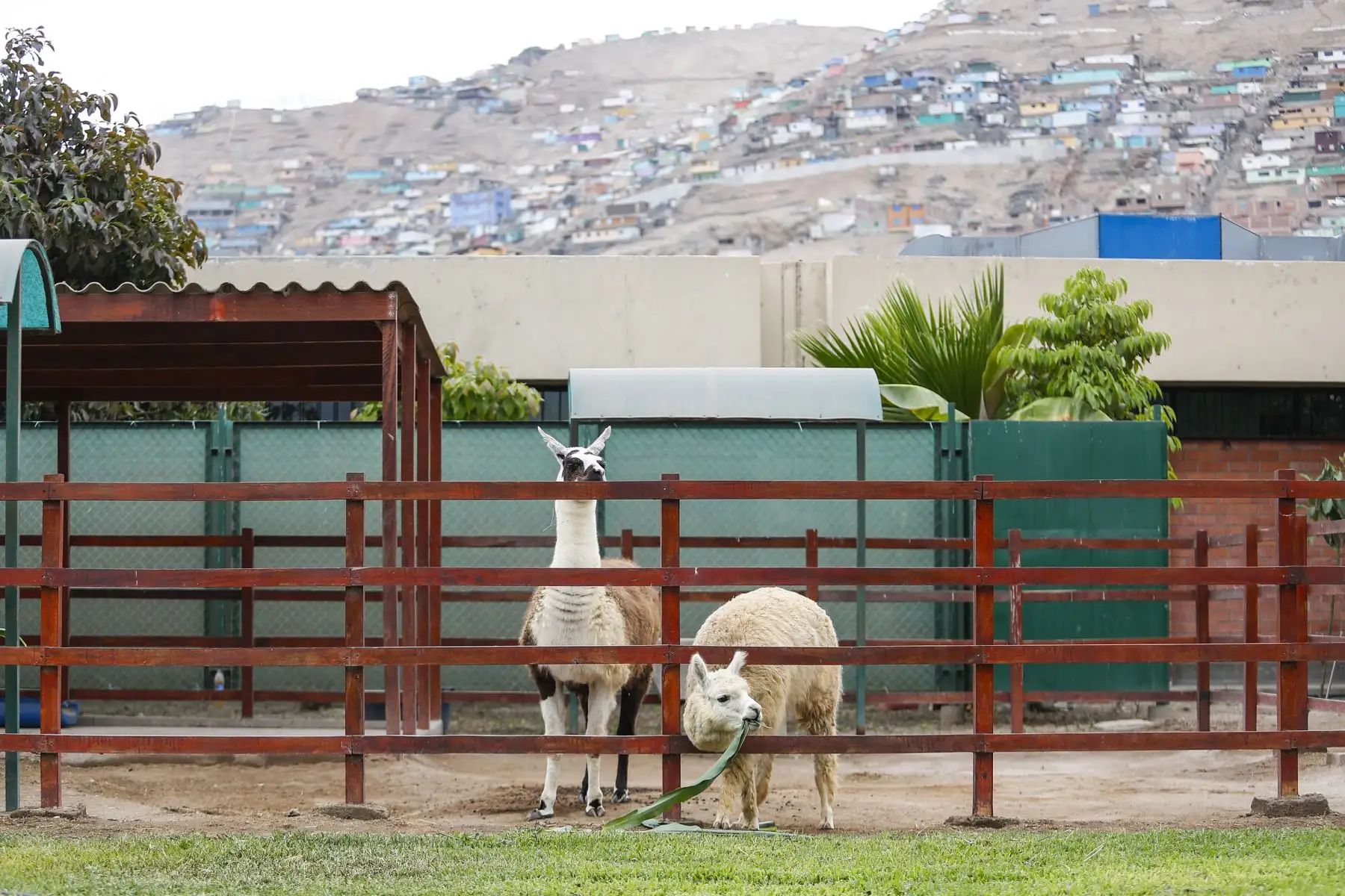 NS logra avances en el desarrollo de nanoanticuerpos para neutralizar la infección por covid-19 de una llama peruana, informó el biólogo molecular INS, Henri Bailón Calderón.
Foto: ANDINA/Renato Pajuelo