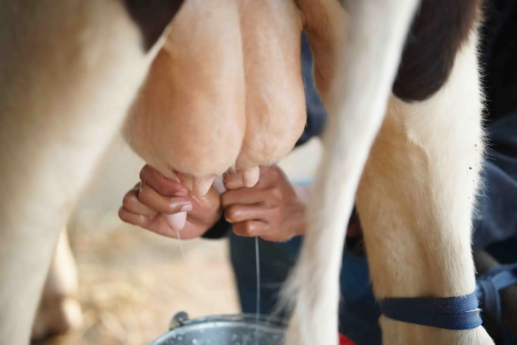 Ordeñado de una vaca. Foto: Cortesía.