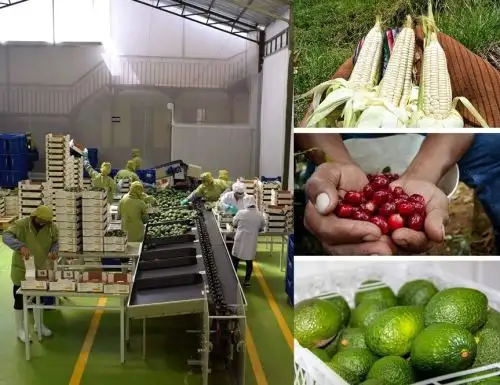 Cusco conquista los mercados internacionales de la  mano de sus productos emblemáticos como el maíz blanco gigante, café, cacao y palta, destaca Promperú.
