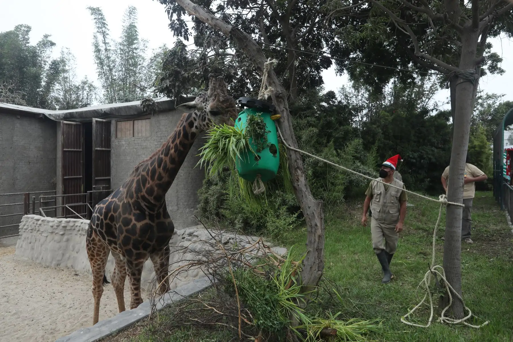 Zoológico Huachipa, vive el espíritu navideño, impulsando la campaña el "Zoológico hace realidad tus sueños"  dónde los niños que escriban sus cartas a Papa Noel, podrán recibir un premio de sus propias manos. Foto: ANDINA/Carla Patiño Ramírez