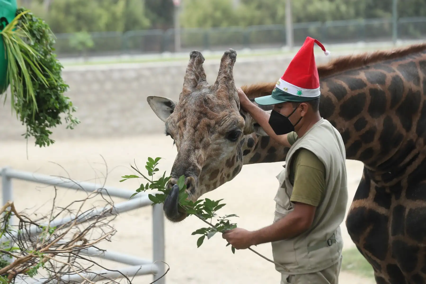 Zoológico Huachipa, vive el espíritu navideño, impulsando la campaña el "Zoológico hace realidad tus sueños"  dónde los niños que escriban sus cartas a Papa Noel, podrán recibir un premio de sus propias manos. Foto: ANDINA/Carla Patiño Ramírez