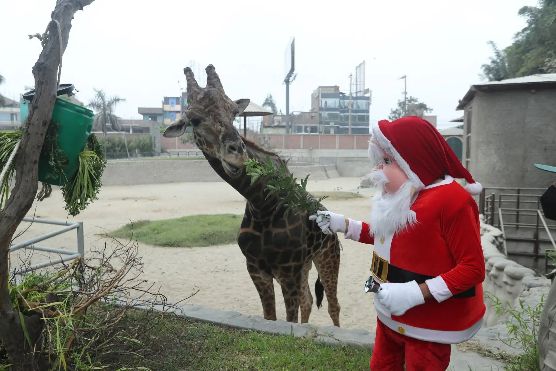 Zoológico Huachipa, vive el espíritu navideño, impulsando la campaña el "Zoológico hace realidad tus sueños"  dónde los niños que escriban sus cartas a Papa Noel, podrán recibir un premio de sus propias manos. Foto: ANDINA/Carla Patiño Ramírez