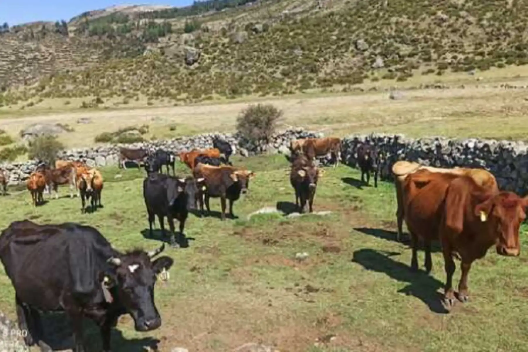 La FAO fue seleccionada como agencia implementadora del proyecto y, en coordinación con el Minam, tuvo a cargo la preparación de la idea de tal iniciativa.ANDINA/Difusión