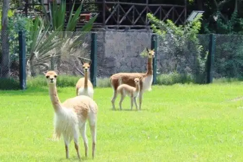 Parque de las Leyendas celebra el nacimiento de una cría de vicuña. Foto: ANDINA/Difusión.