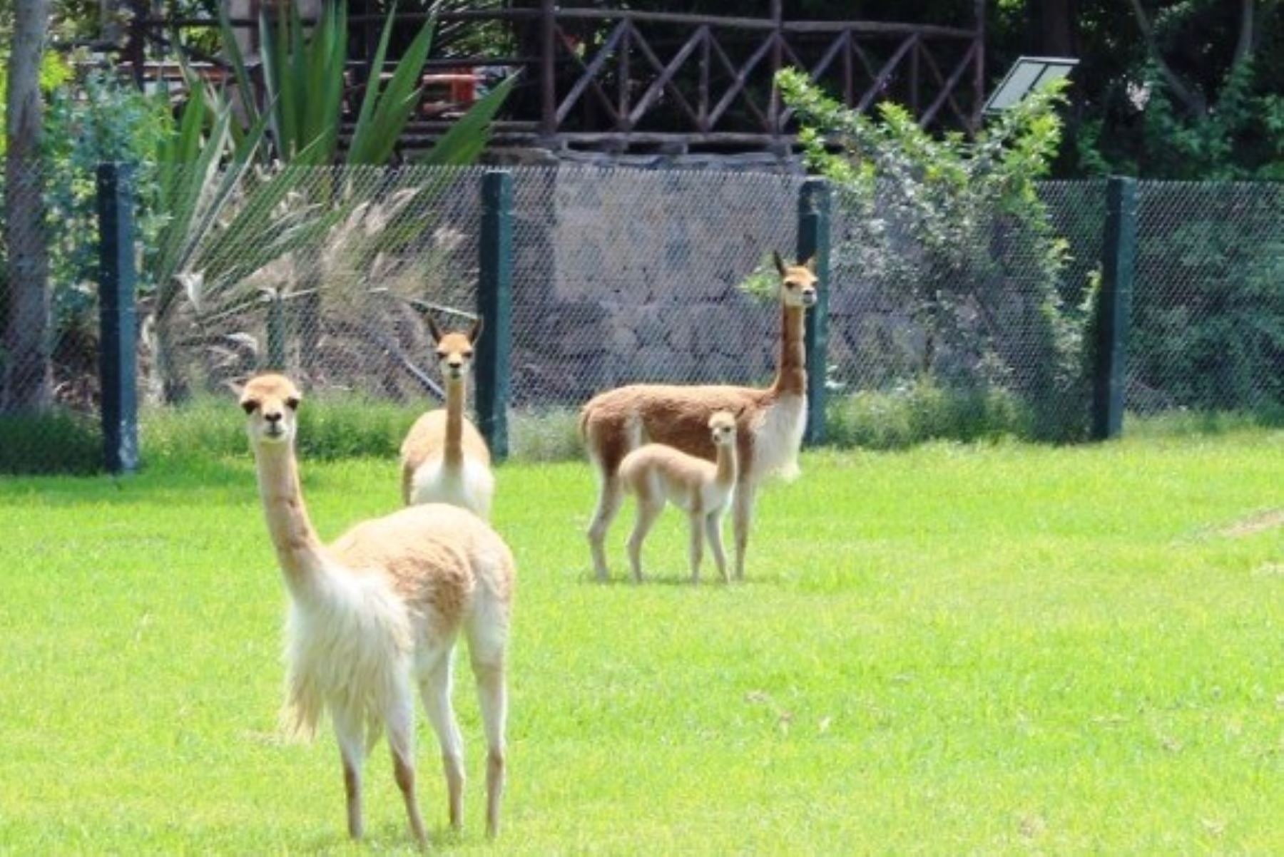 Parque de las Leyendas celebra el nacimiento de una cría de vicuña. Foto: ANDINA/Difusión.