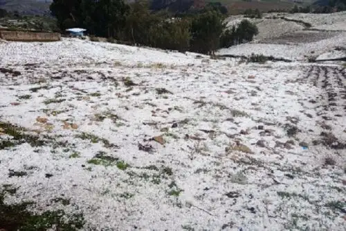 En el barrio Chanchas del distrito de Huayucachi, provincia de Huancayo, se identificó 50 hectáreas afectadas de cultivos de maíz, principalmente, y en menor medida los cultivos de arverja, habas, papa, entre otros.