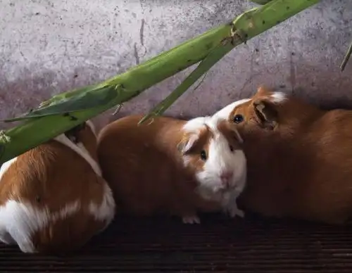 El cuy Kuri es la nueva raza de cuy que presenta hoy el INIA que destaca por su alta calidad genética y mayor producción de carne. Foto: ANDINA/Difusión.