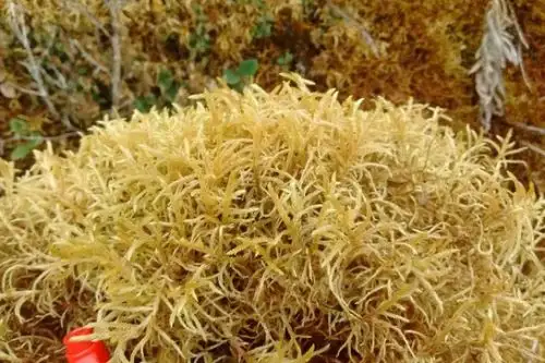 El musgo amarillo es usado en estas épocas con fines decorativos en los nacimientos. Foto: ANDINA/Serfor