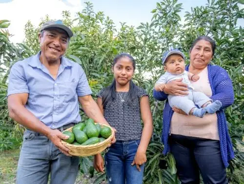 Empresa minera gana premio Desarrollo sostenible 2021 con proyecto que fortalece la cadena productiva de la palta en la provincia de Cajabamba y beneficia a 500 productores. ANDINA/Difusión