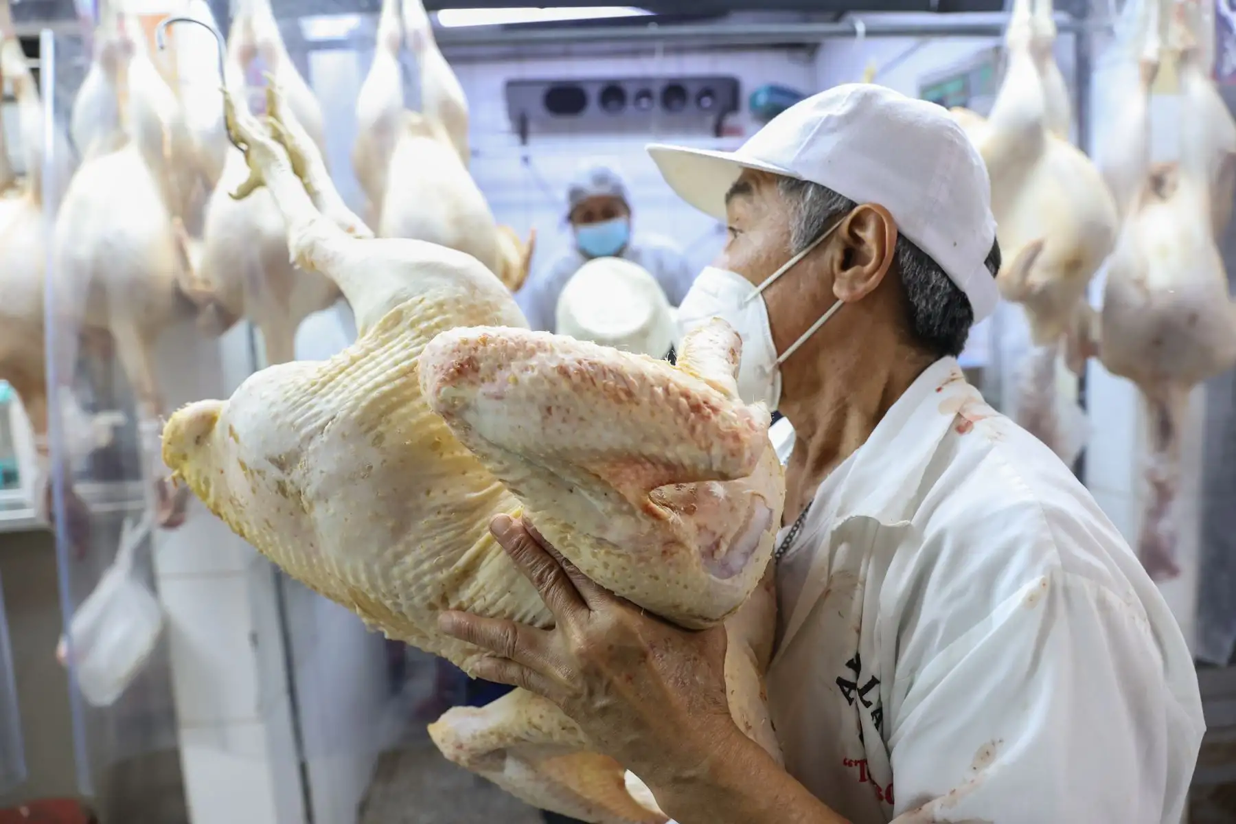 La producción local ofertará un millón 652,000 unidades de pavos para atender la demanda de las familias peruanas en las próximas fiestas de Navidad y Año Nuevo 2022, según informó hoy el Ministerio de Desarrollo Agrario y Riego (Midagri). Foto: ANDINA/Jhonel Rodríguez.