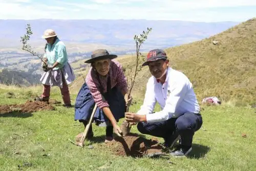 La forestación forma parte del proyecto de siembra y cosecha de agua que se ejecuta en el sector de Pitihuallo, en el distrito huancaíno de Sapallanga. Foto: ANDINA/Difusión