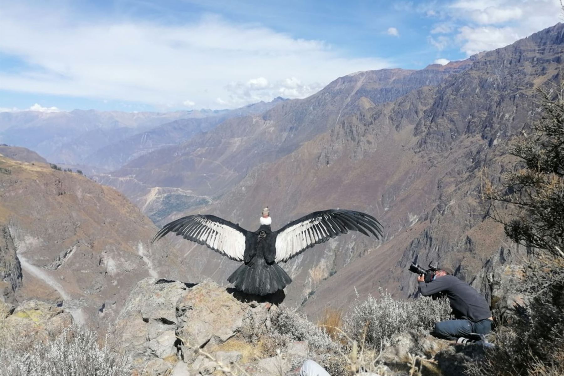 El vuelo de la mítica ave andina se puede observar y medir gracias al transmisor satelital donado por el Programa de Investigación de Aves Rapaces de Bolivia. Foto: ANDINA/Difusión
