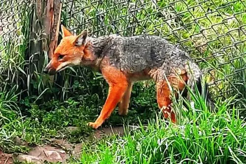 Zorro andino tiene aproximadamente dos años y desde pequeño habría sido alimentado en cautiverio. Foto: Cortesía Eduard Lozano
