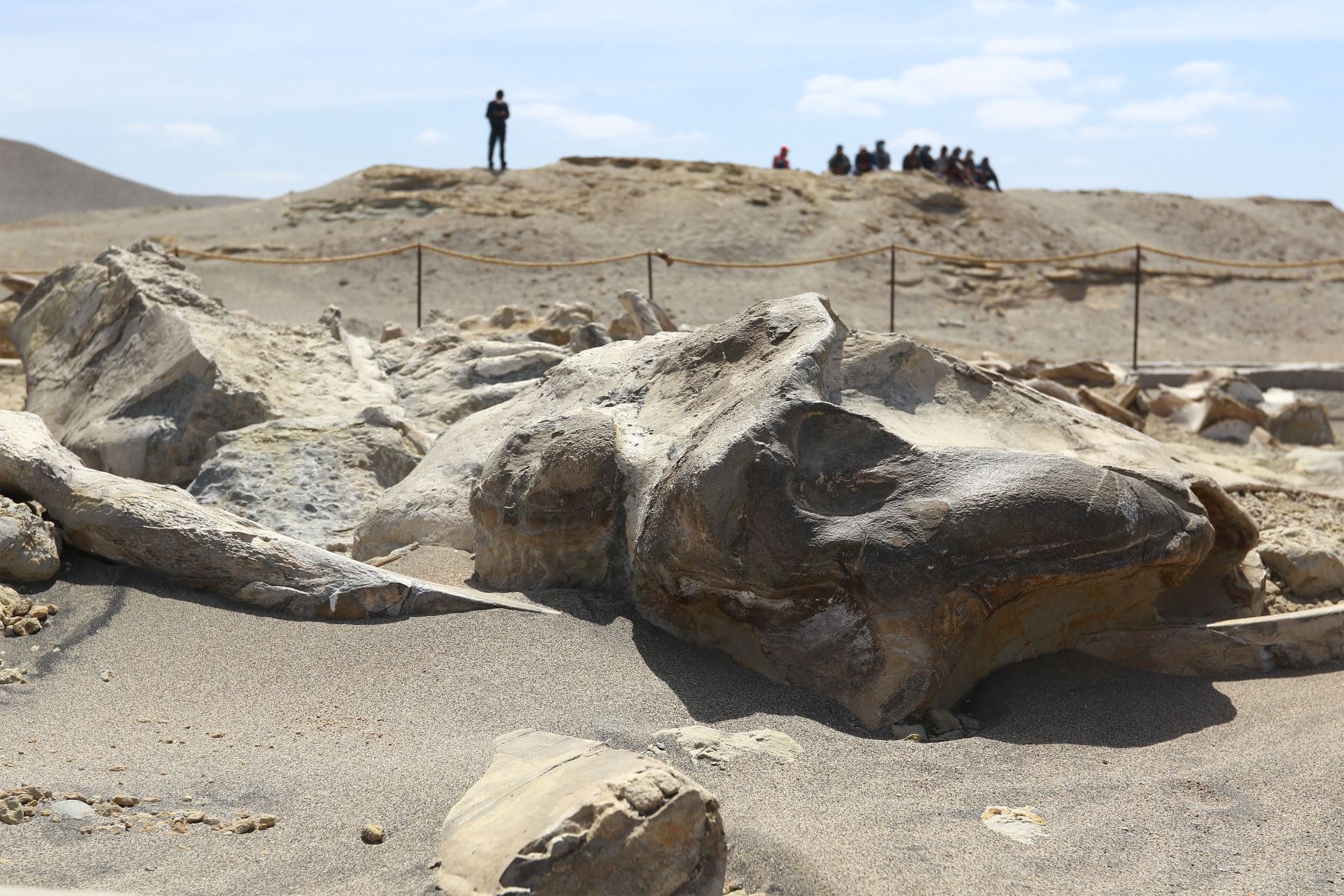 Sacaco es reconocido en el extranjero por la calidad de preservación de sus fósiles, por la abundancia de ellos y porque casi todos están en conexión articulada. Foto: ANDINA/Braian Reyna.