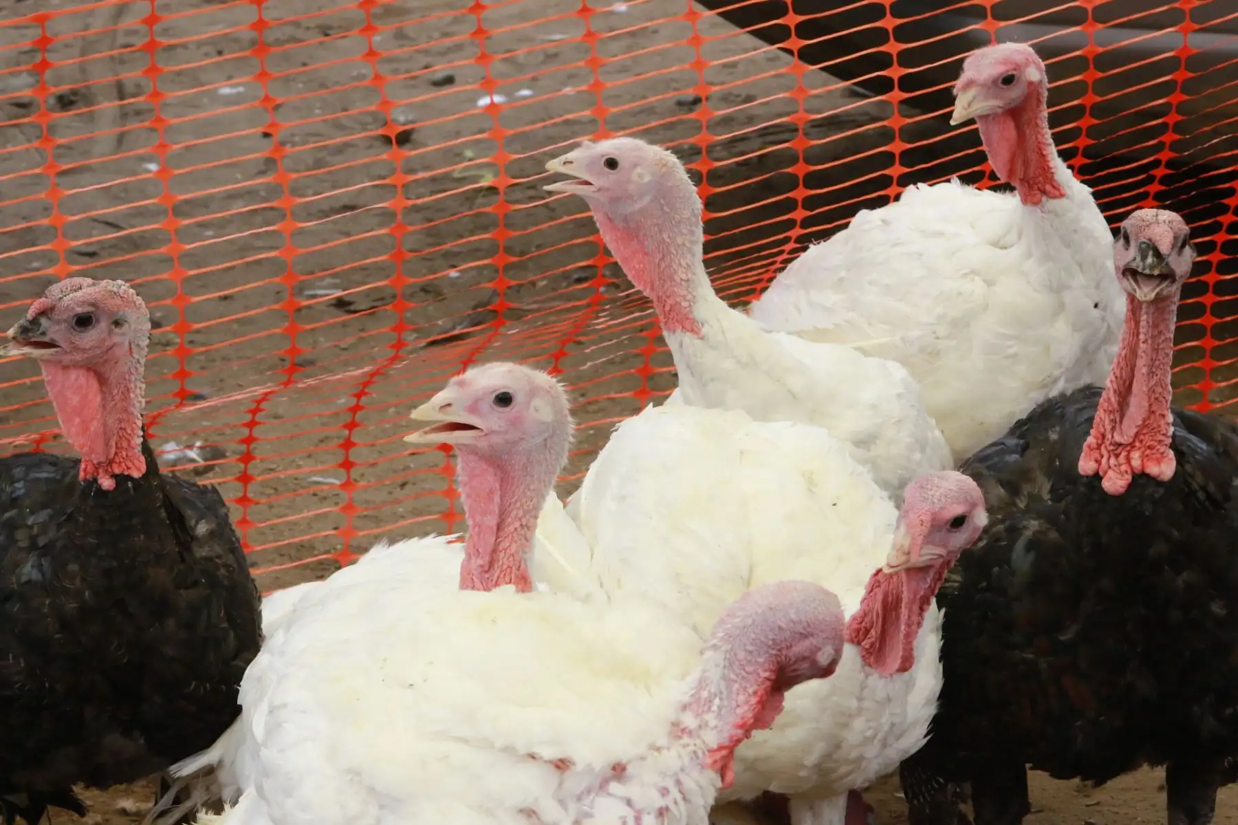 Venta de Pavos y lechones en la Av. Angelica Gamarra de Los Olivos .Foto: ANDINA/Héctor Vinces