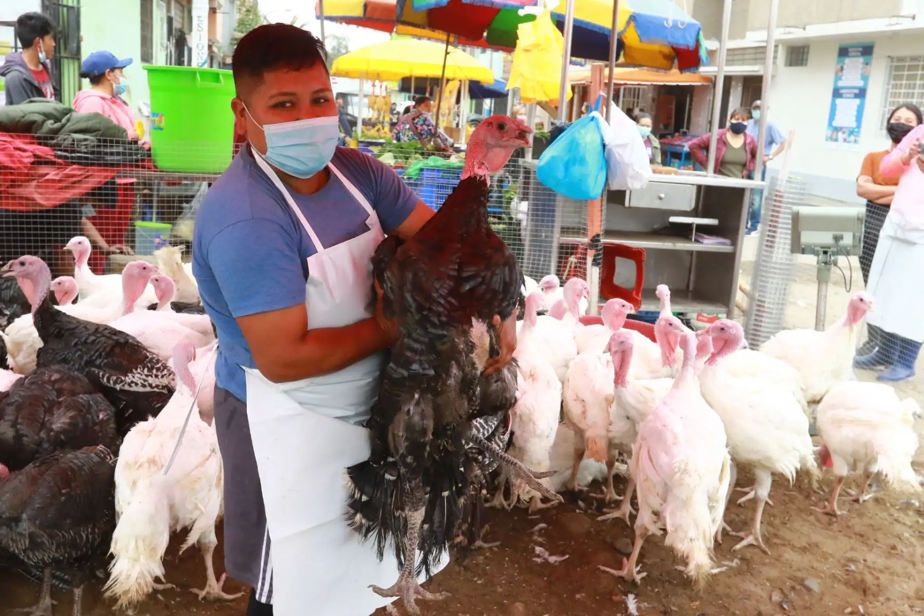 Venta de Pavos y lechones en la Av. Angelica Gamarra de Los Olivos .Foto: ANDINA/Héctor Vinces
