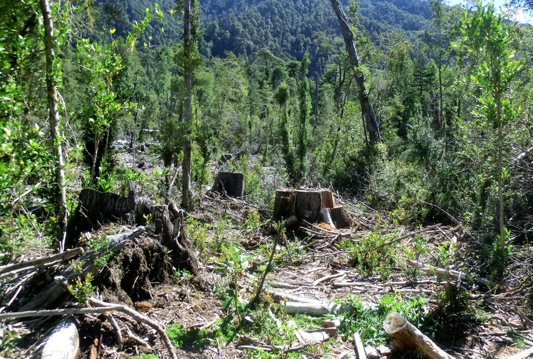 Perú ha perdido 203 mil hectáreas de bosques en el 2020, la cifra más alta de los últimos 20 años.