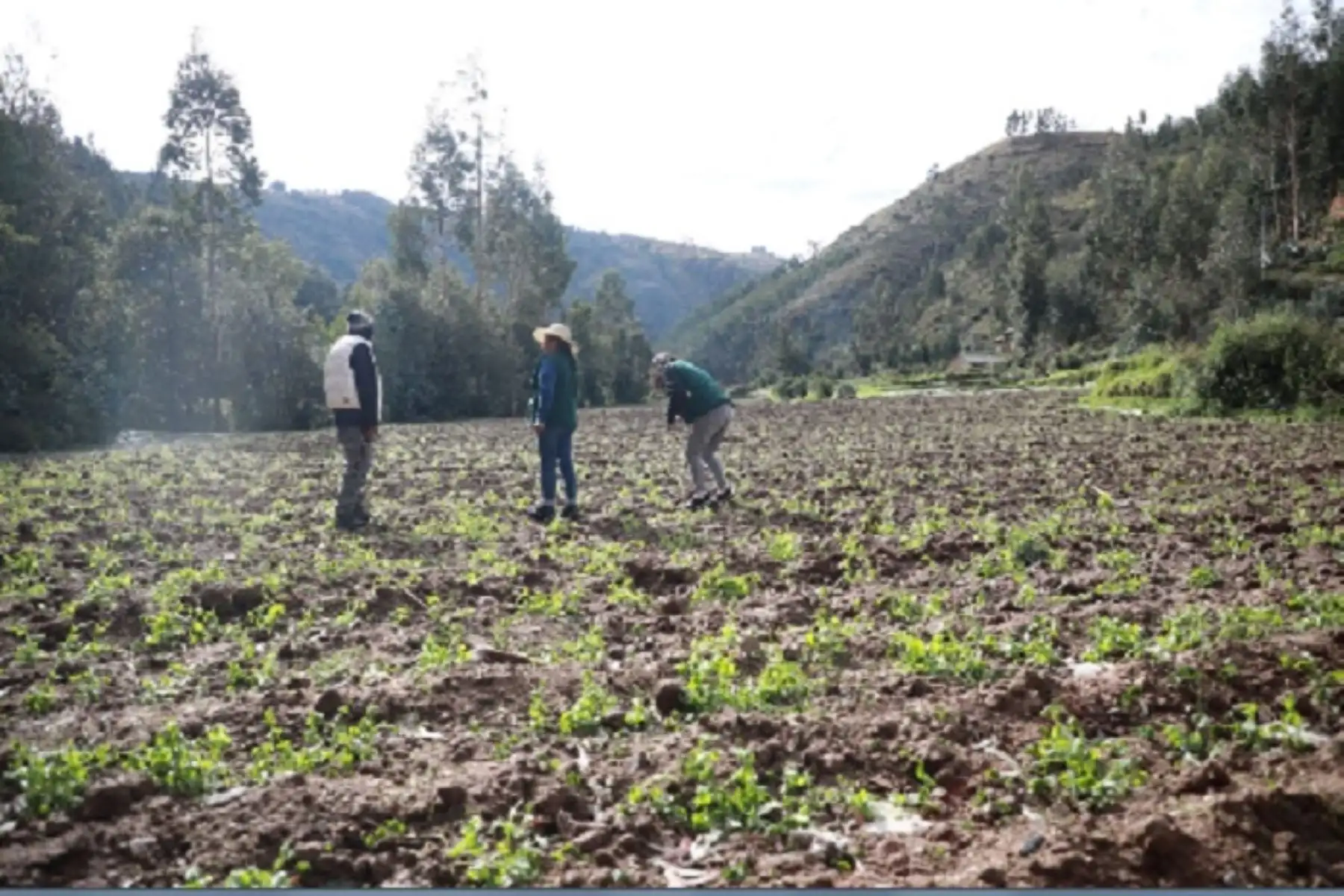Se brindará ayuda inmediata a los agricultores, principalmente con asistencia técnica y entrega de abonos foliares,