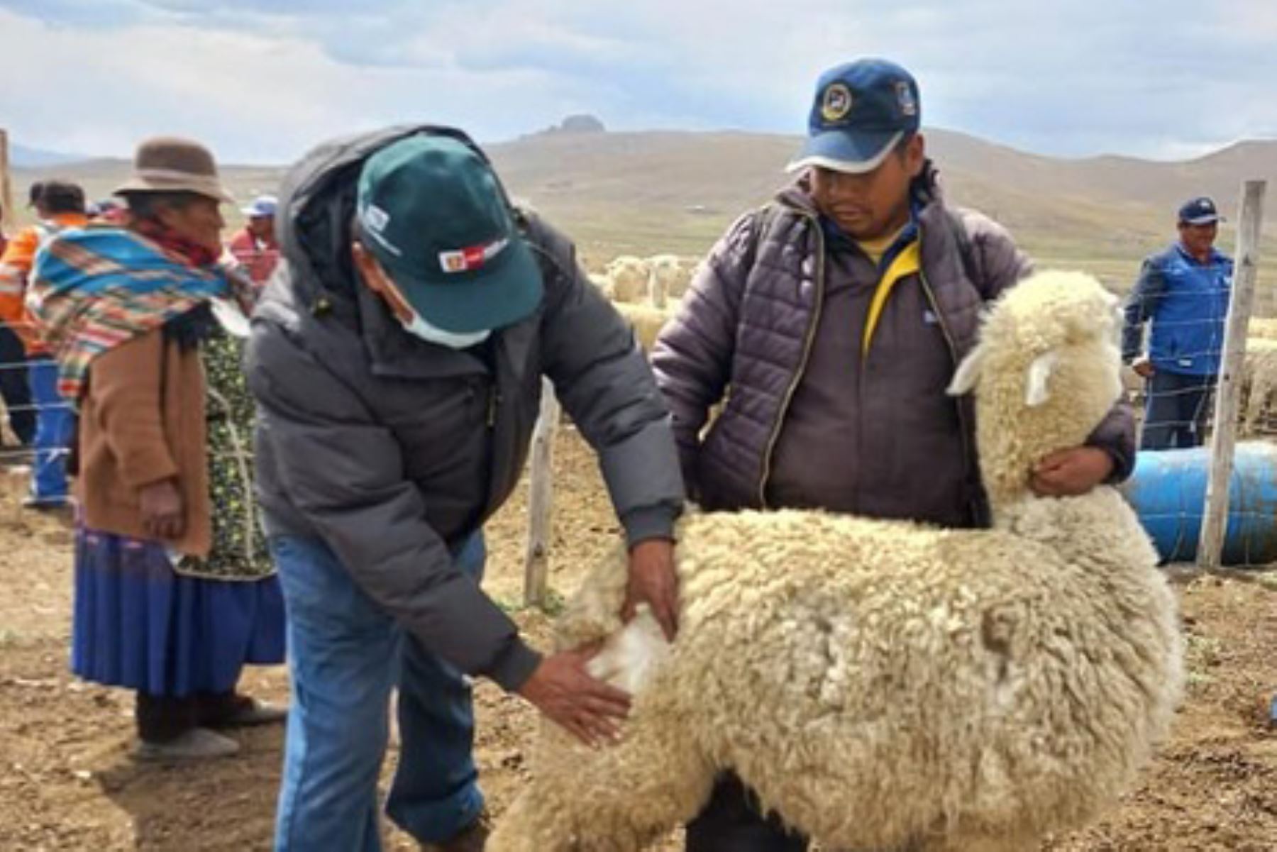 Además de la capacitación, los productores alpaqueros de Puno han recibido tecnologías en inseminación artificial. Foto: ANDINA/INIA