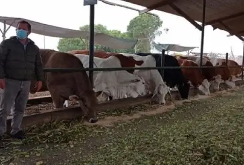 El INIA precisó que estas pajillas de semen de alta calidad van a permitir la generación de crías de razas de ganado bovino mejoradas genéticamente, las cuales brindarán mejor capacidad y calidad de carne, producción de leche con elevados índices de vitaminas, grasas y nutrientes, así como la producción de embriones con alto valor genético.