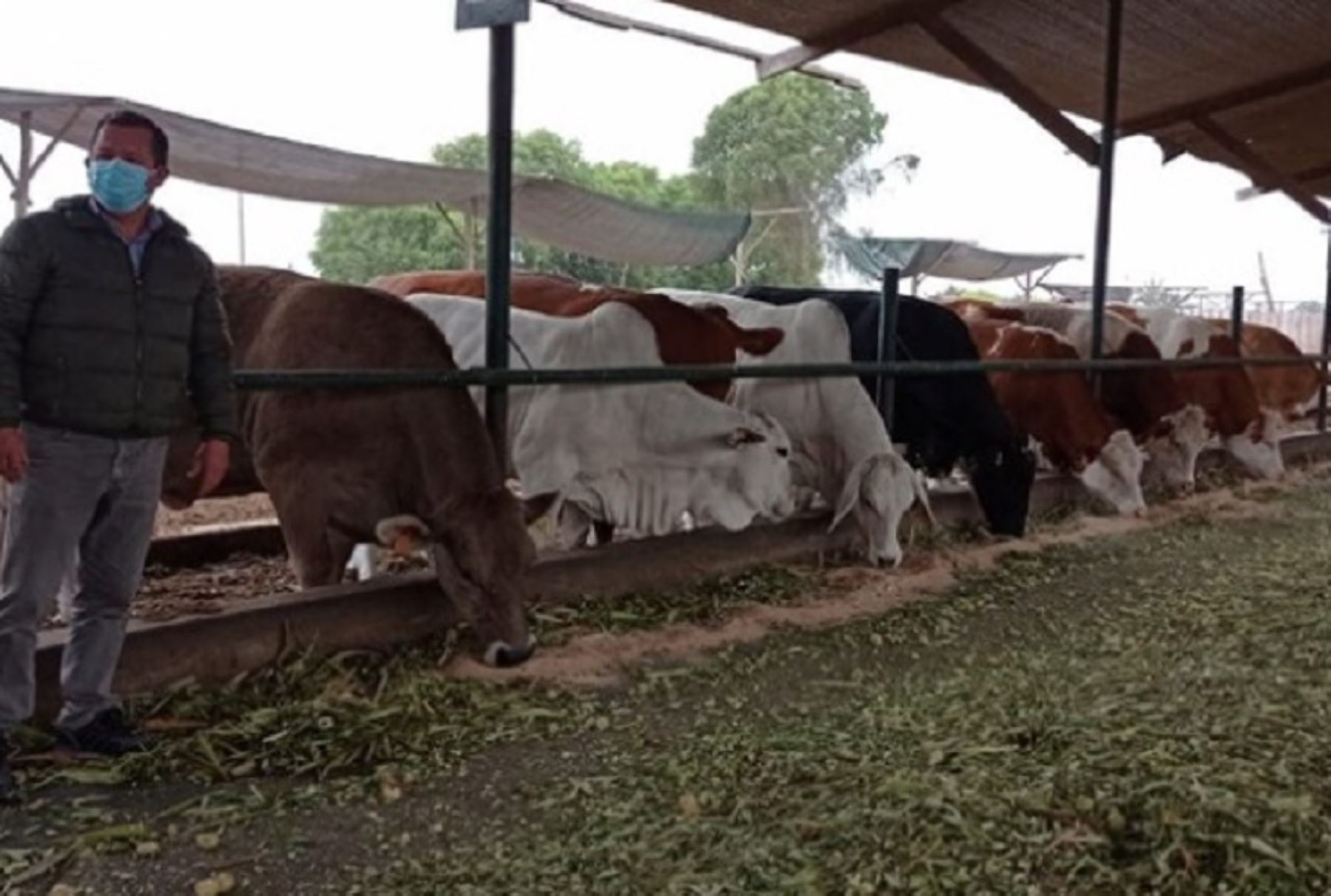 Áncash: INIA transfiere material genético para mejorar calidad de carne y leche de ganado