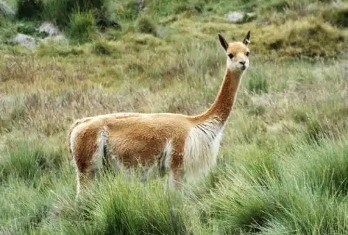 El Servicio Nacional Forestal y de Fauna Silvestre   promueve y lidera la conformación del Comité Técnico para la elaboración de la Agenda Regional de Investigación Forestal y de Fauna Silvestre en Puno.