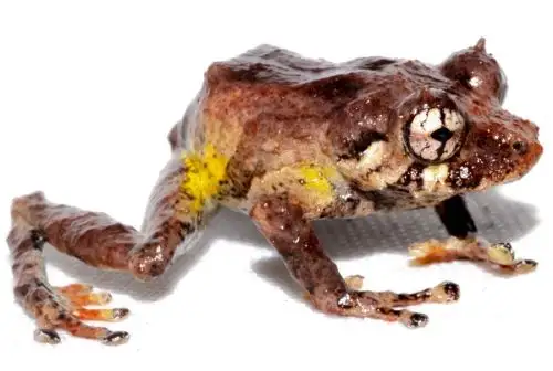 Pristimantis paulpittmani sp. nov., una pequeña rana descubierta en los bosques montanos húmedos de la Concesión para la Conservación Cerro El Adobe, ubicado en el distrito de Aramango, provincia de Bagua, en la zona de influencia del Santuario Nacional Cordillera de Colán en la región Amazonas.
