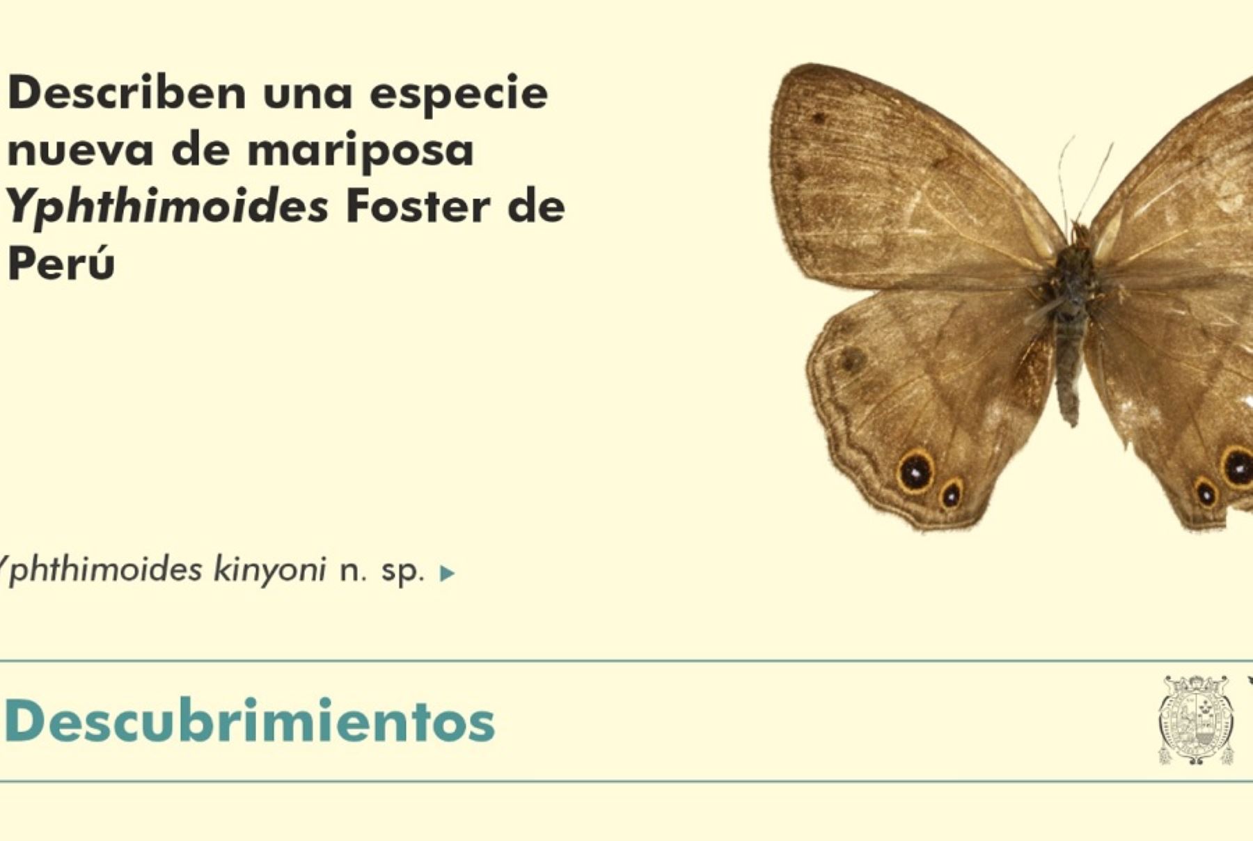 Un equipo de biólogos descubrió una nueva especie de mariposa Yphthimoides Foster en el valle de Cosñipata, provincia de Paucartambo de la región Cusco