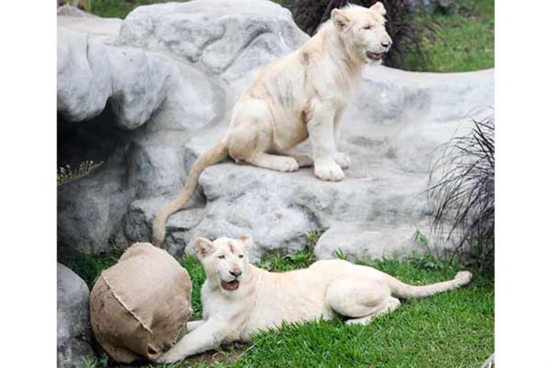 Parque de las Leyendas presenta primera pareja de leones blancos | Noticias  | Agencia Peruana de Noticias Andina