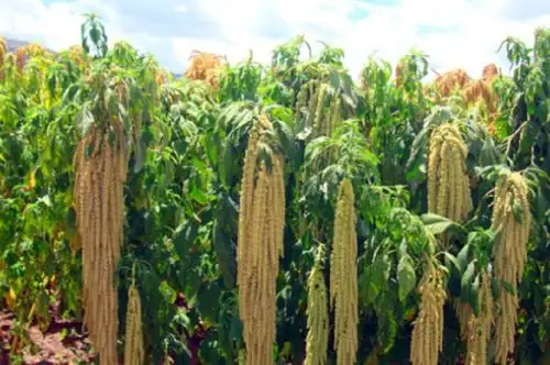 El Instituto Nacional de Innovación Agraria (INIA) del Ministerio de Desarrollo Agrario y Riego (Midagri) aprobó las nuevas normas para la evaluación técnica y gestión de la muestra viva de las nuevas variedades vegetales, con el fin de que los productores puedan generar cultivos de valor y tengan mayor acceso a los avances científicos de mejoramiento genético.