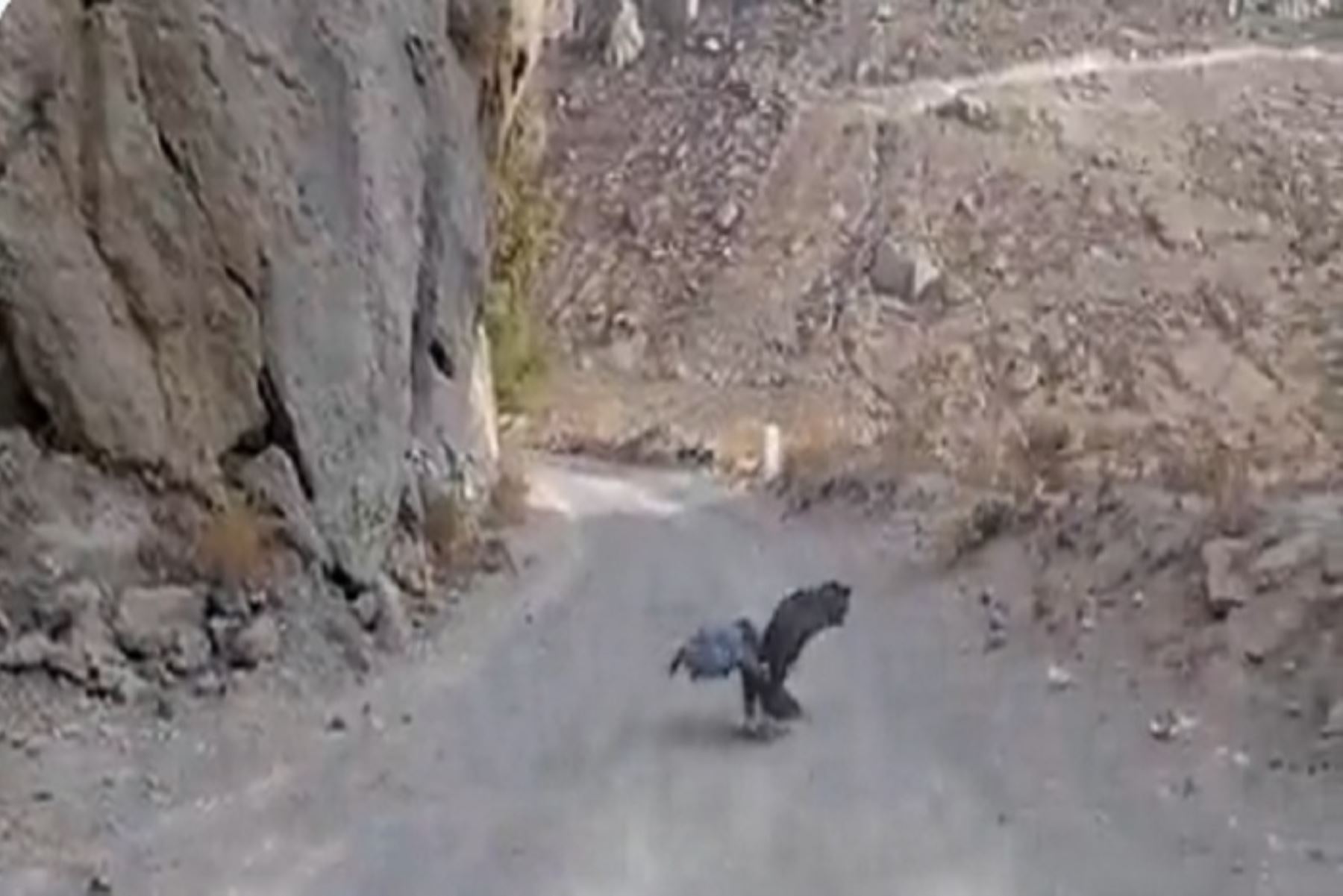 ¡Grata noticia! Serfor libera a dos águilas mora en el valle arequipeño de Chilina