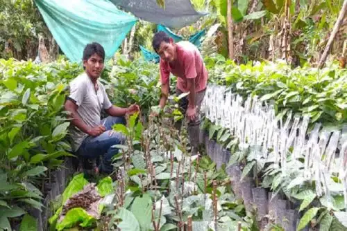 Se logró injertar  exitosamente en esta temporada 936,000 plantones de cacao en los 780 viveros situados en las diversas comunidades y centros poblados beneficiarios del proyecto.