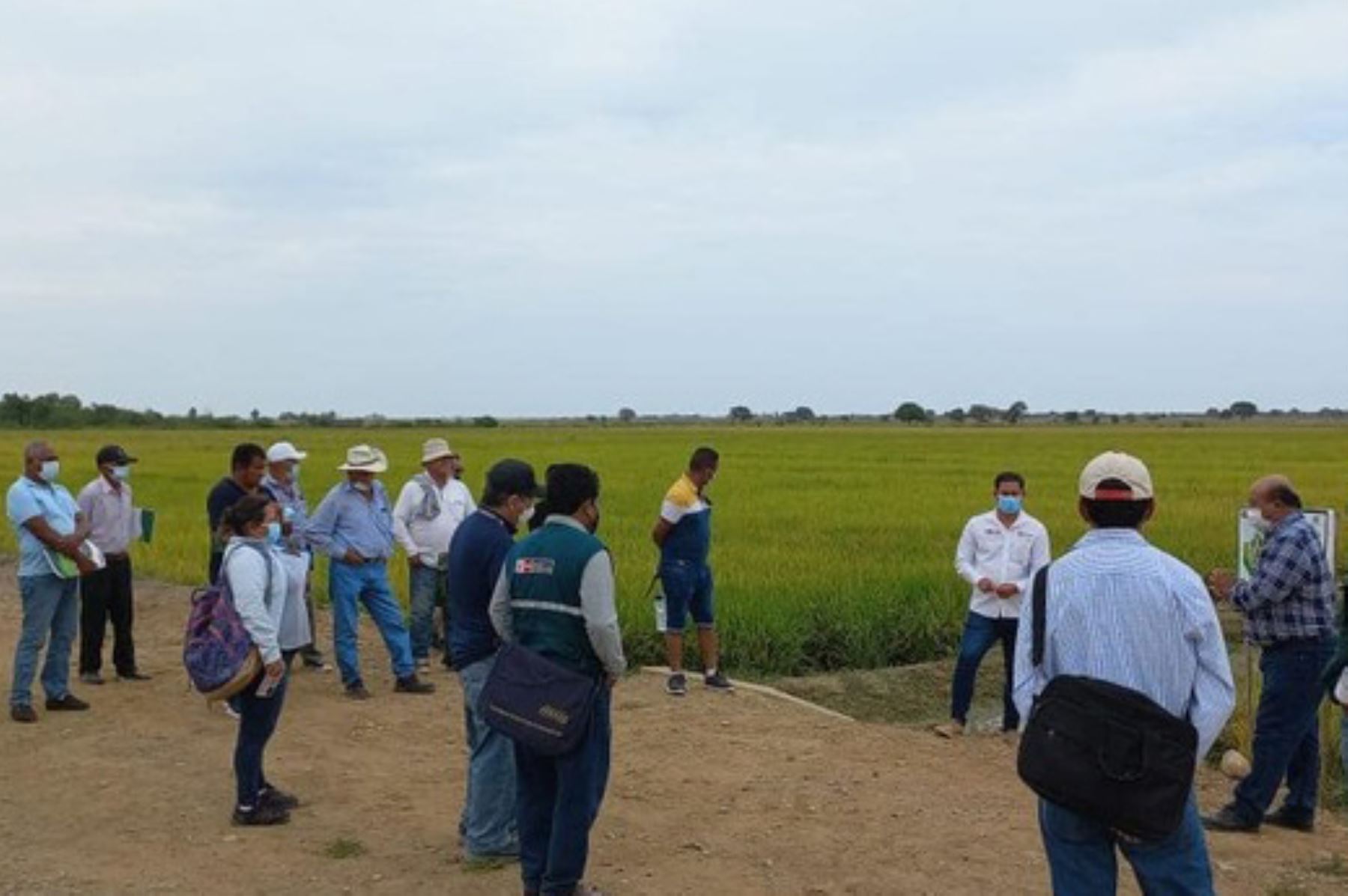 Las nuevas variedades de arroz generadas por el INIA ayudarán a mejorar la calidad y competitividad de la producción agraria. Foto: ANDINA/INIA.