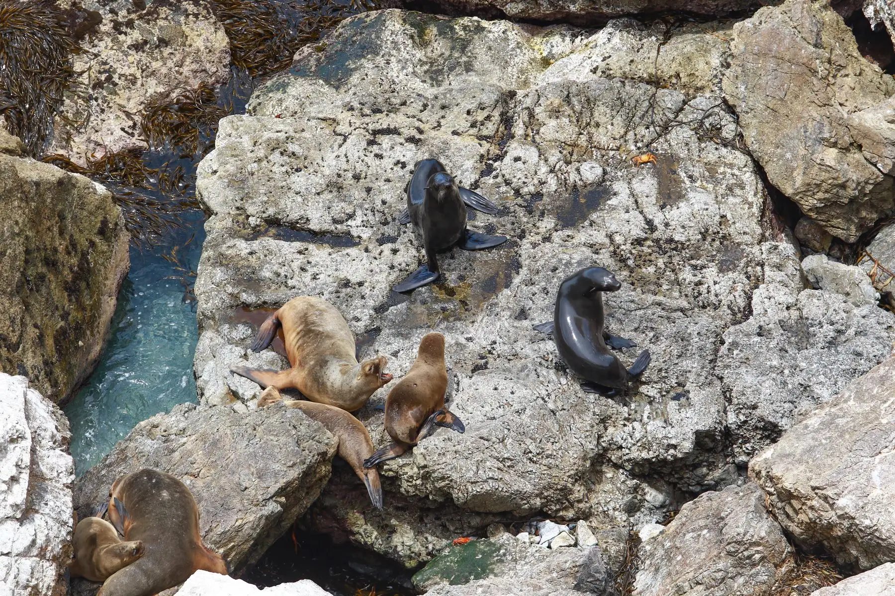 La reserva nacional San Fernando, ubicada en la región Ica, es la única área natural protegida marino-costera con un corredor biológico natural andino-costero (cóndor, zorro y guanaco), que llega hasta el ámbito marino y se convierte en un corredor marino de especies como pingüinos, tortugas, ballenas y lobos marinos. Foto: ANDINA/Braian Reyna