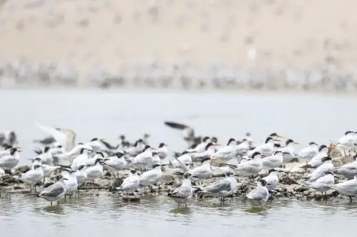 La implementación de la “Iniciativa 30x30” para la conservación y uso sostenible de al menos 30 % de los ecosistemas terrestres y marinos, especialmente en los territorios con mayor biodiversidad, fue uno de los principales acuerdos en el nuevo Marco Global de la Biodiversidad, aprobado en la Conferencia de las Naciones Unidas sobre Biodiversidad (COP15) realizada en Montreal, Canadá, durante el mes de diciembre, que reunió a delegados de 196 países. ANDINA/Jhonel Rodríguez Robles