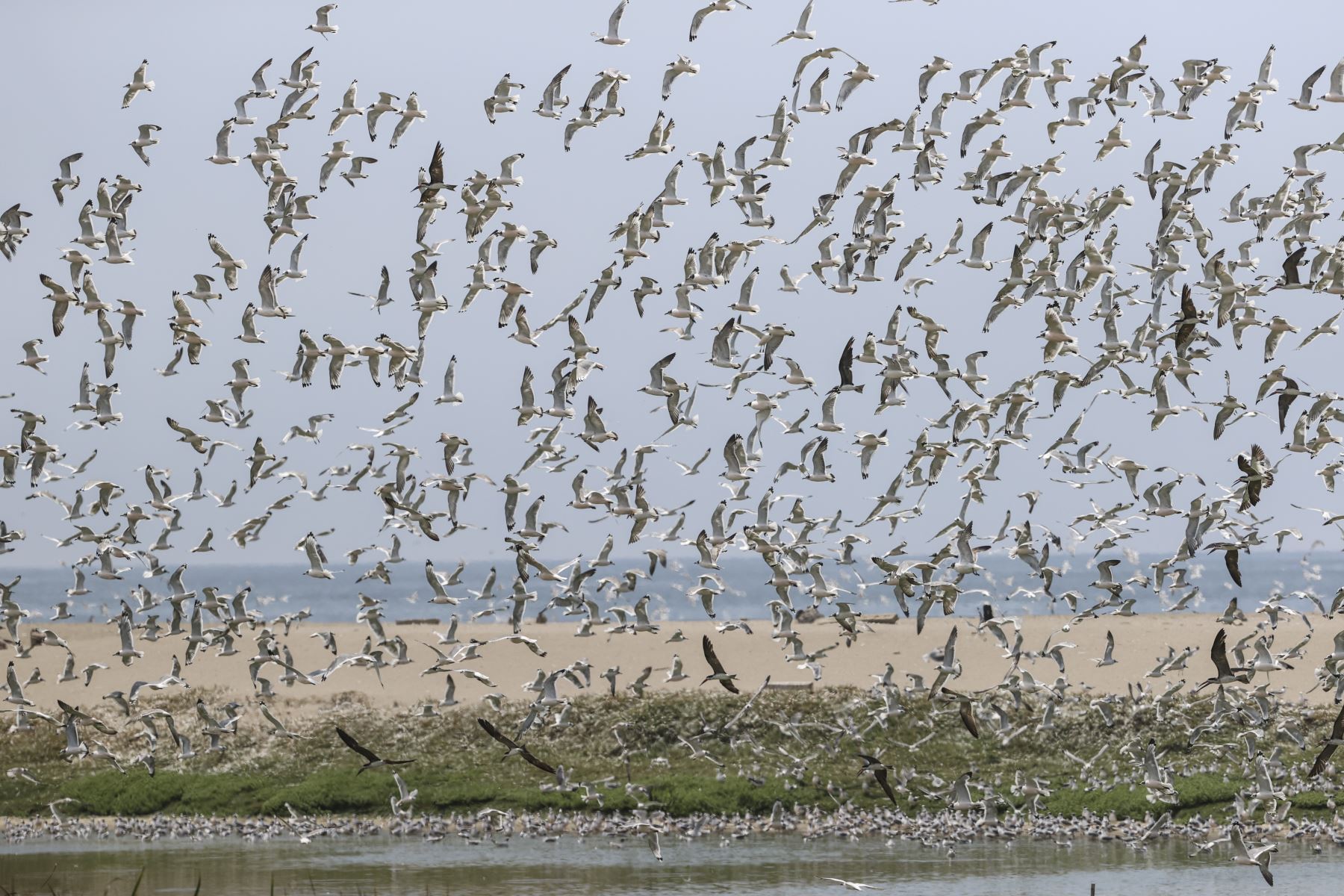 Perú ratifica compromiso con protección de todas las especies de aves migratorias