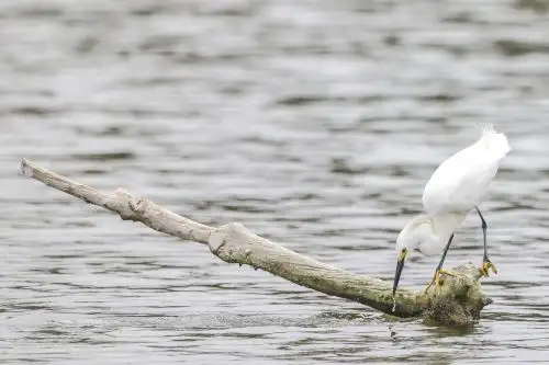 La aves serían las más afectadas por la presencia de microplásticos en las aguas de Los Pantanos de Villa, cuya presencia fue confirmada por una investigación científica. ANDINA/Jhonel Rodríguez Robles
