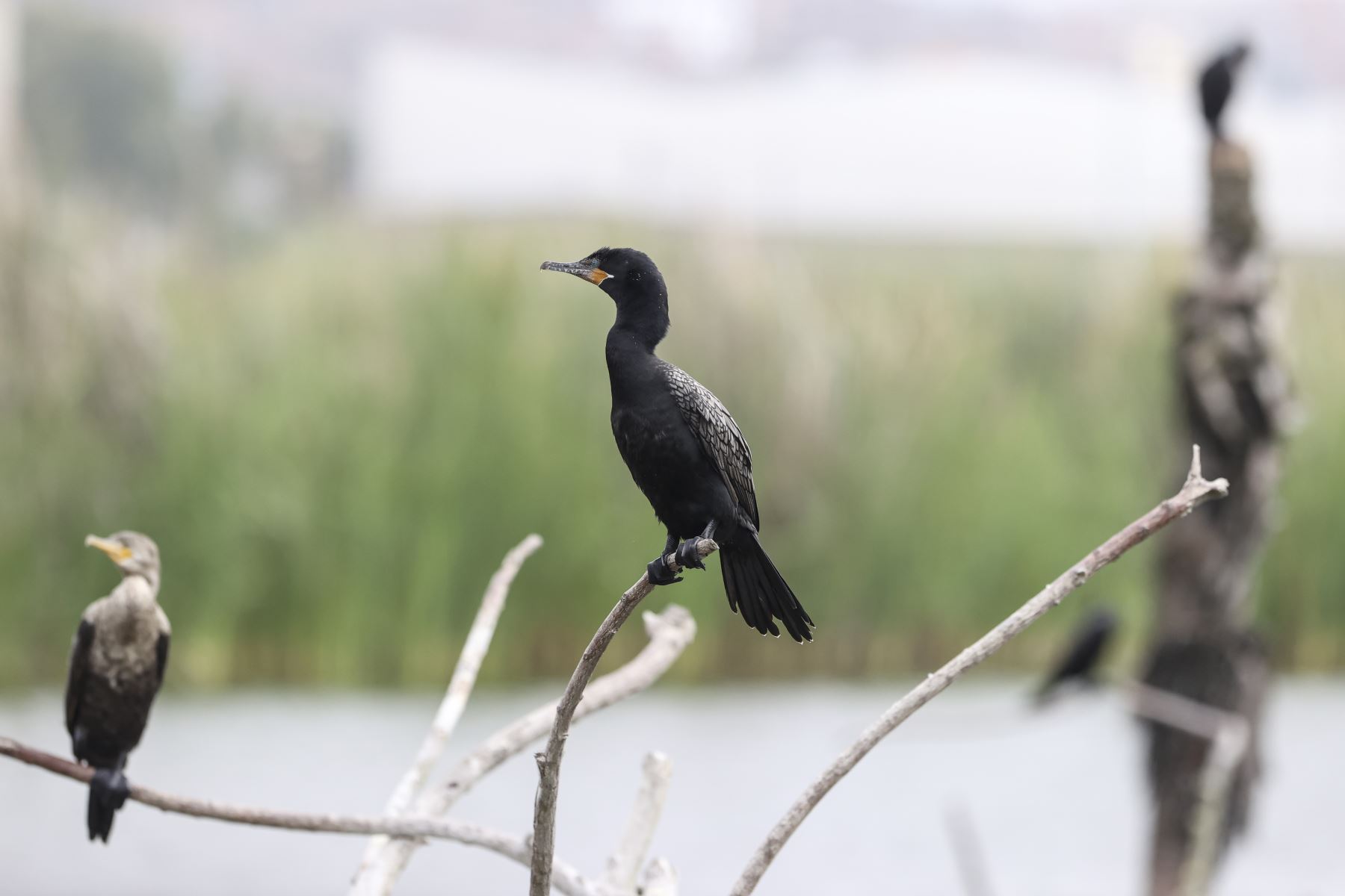 El Refugio de Vida Silvestre Pantanos de Villa alberga una gran variedad de especies de aves. ANDINA/Jhonel Rodríguez Robles