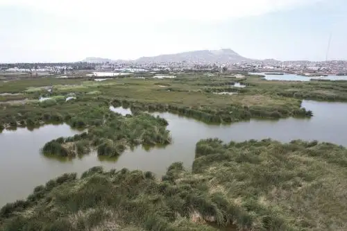 Las Lomas y Pantanos de Villa son los pulmones de Lima:almacenan miles de toneladas de carbón. ANDINA/Jhonel Rodríguez Robles