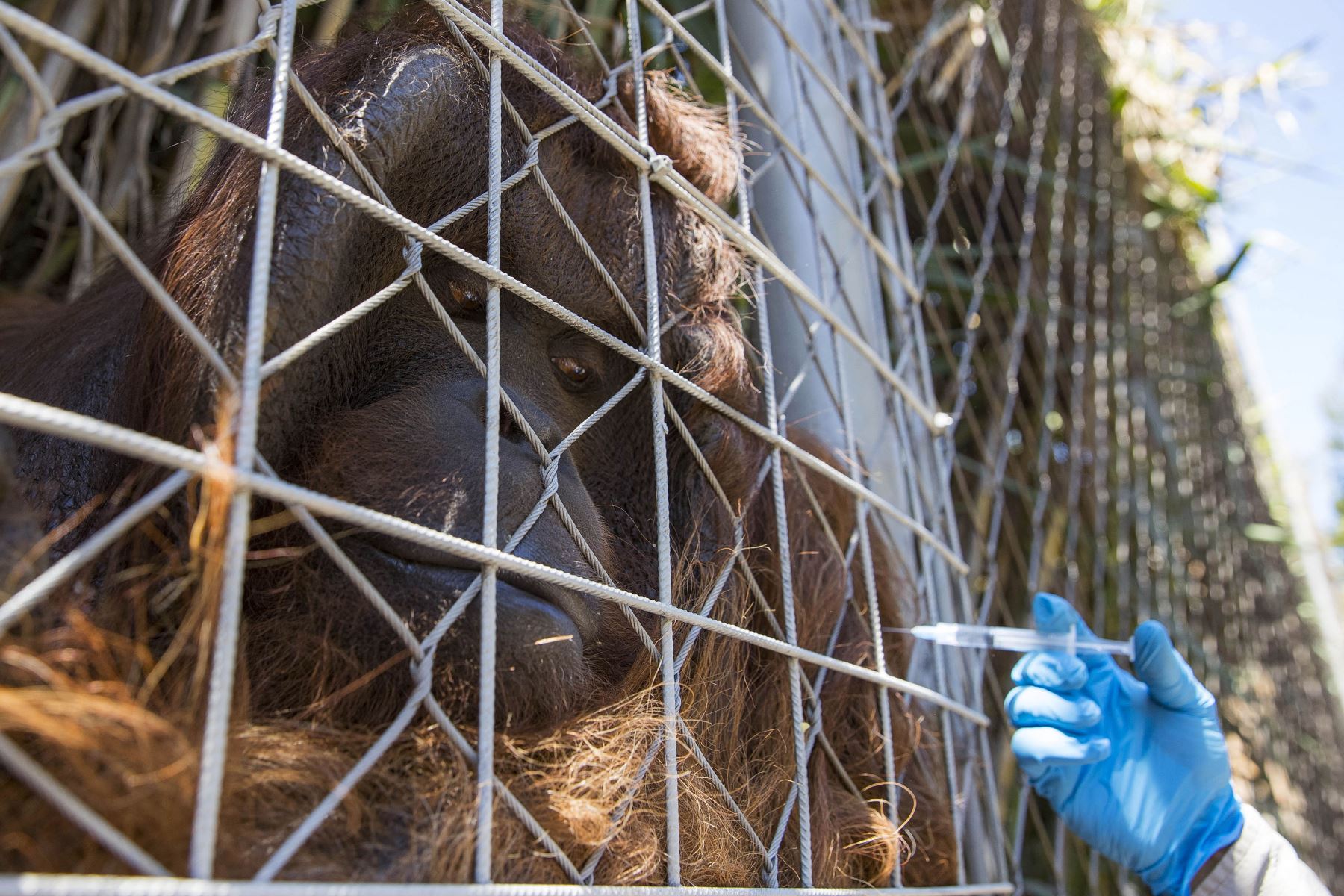 Varias especies de simios y de grandes felinos tienen más posibilidades de contagiarse, según informes de varios zoológicos. Foto: AFP