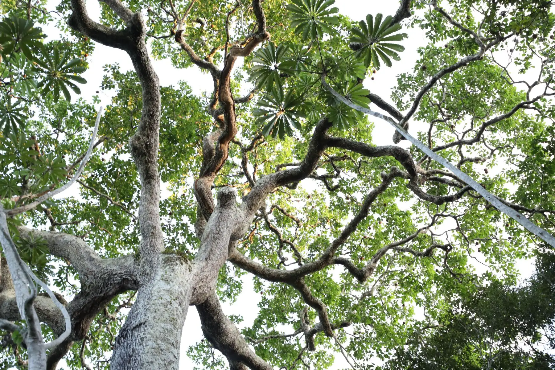 “Este proyecto busca poder ingresar al bosque y así escoger las plantas con mejores características y clonarlas para tenerlas otra vez en los campos productivos o repoblar los bosques con esta especie.