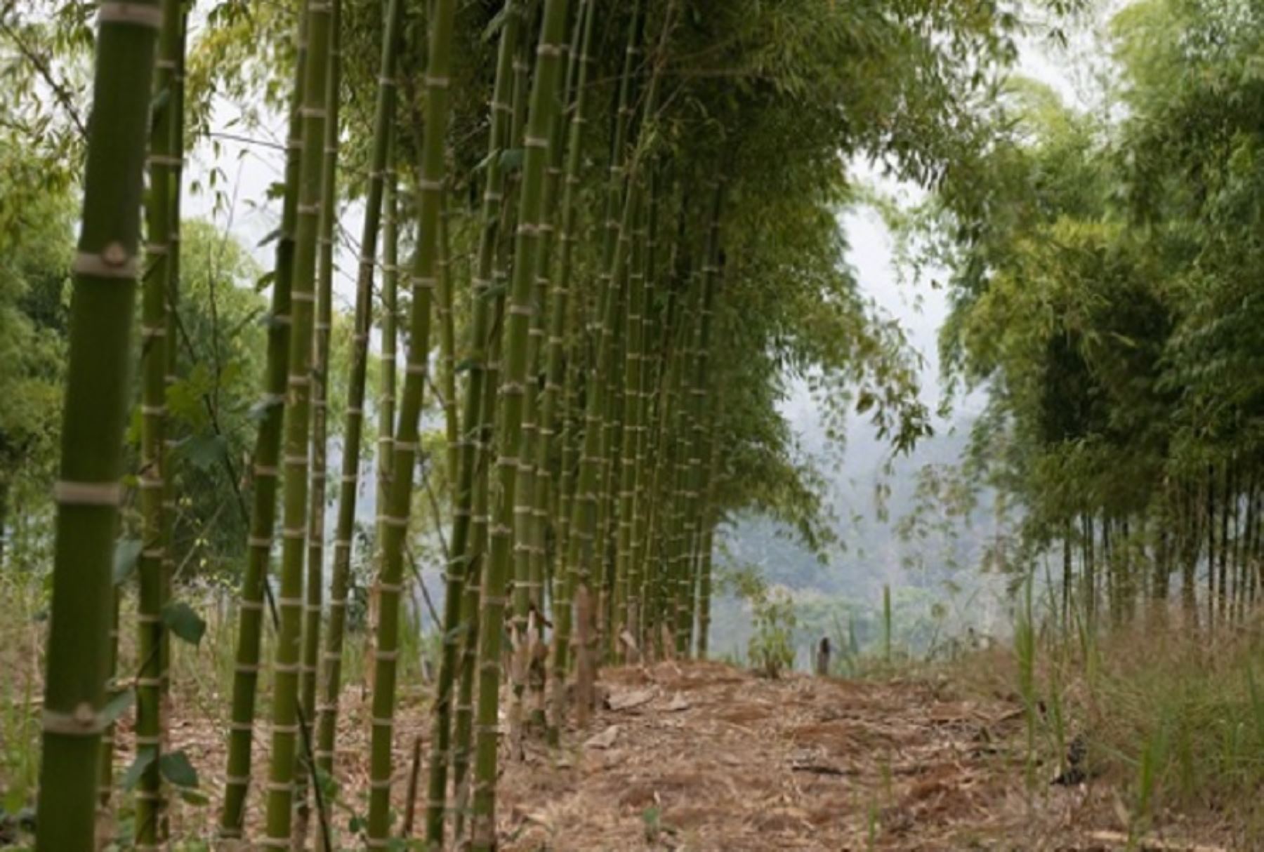 Cajamarca apuesta por el bambú para proteger los cultivos en la provincia de Cajabamba. Sembrará esta especie en la margen derecha del río Condebamba. Foto: ANDINA/difusión.