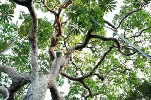 El 20 % de la población de Madre de Dios depende laboralmente, de manera directa o indirecta, de la recolección, procesamiento y/o comercialización de la castaña. Foto: ANDINA/ITP.