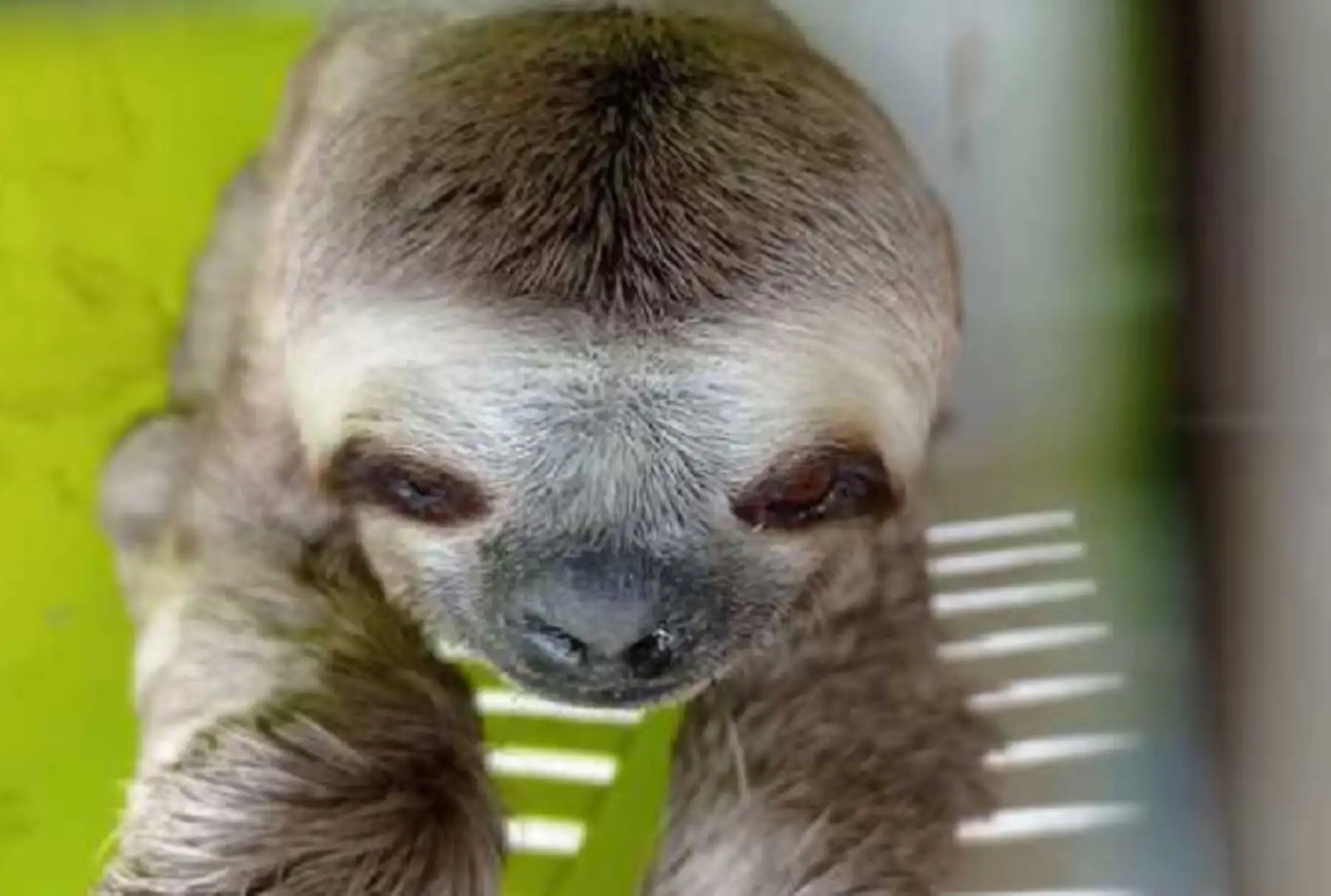 Oso perezoso, especie silvestre que habita en la Amazonía peruana.