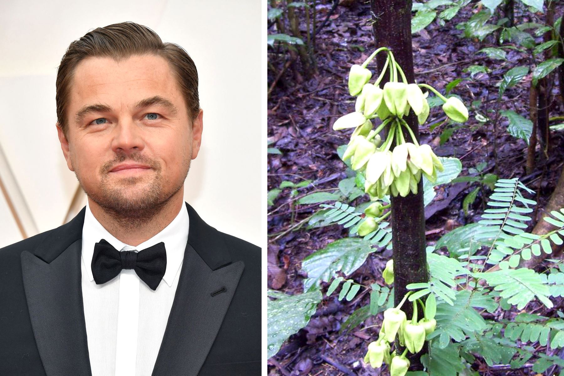 Bautizan a un árbol tropical en honor del actor y ambientalista Leonardo DiCaprio