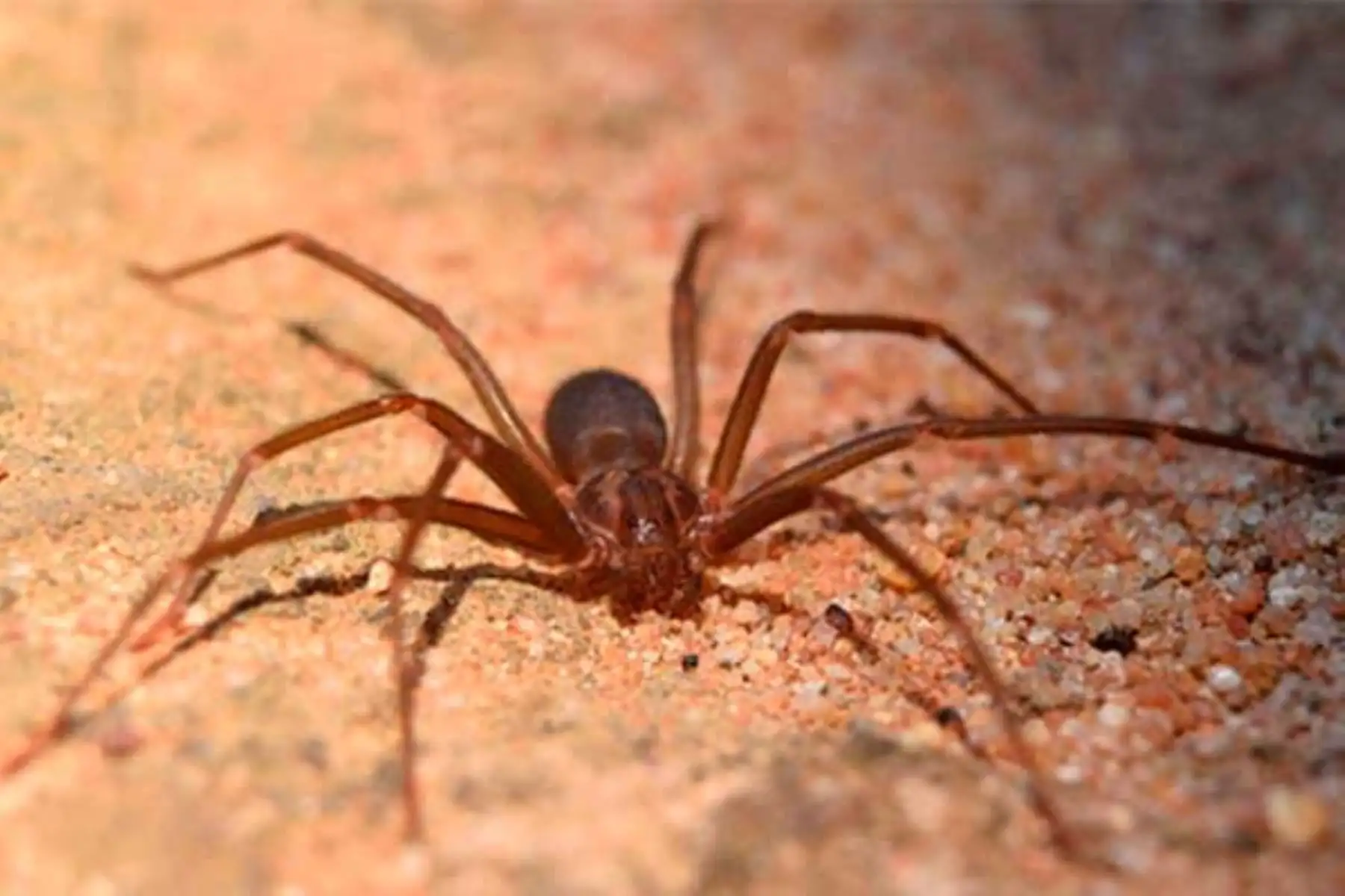 En temporada de verano, las arañas caseras tienden a salir de sus escondites con mayor frecuencia. Foto: ANDINA/Difusión