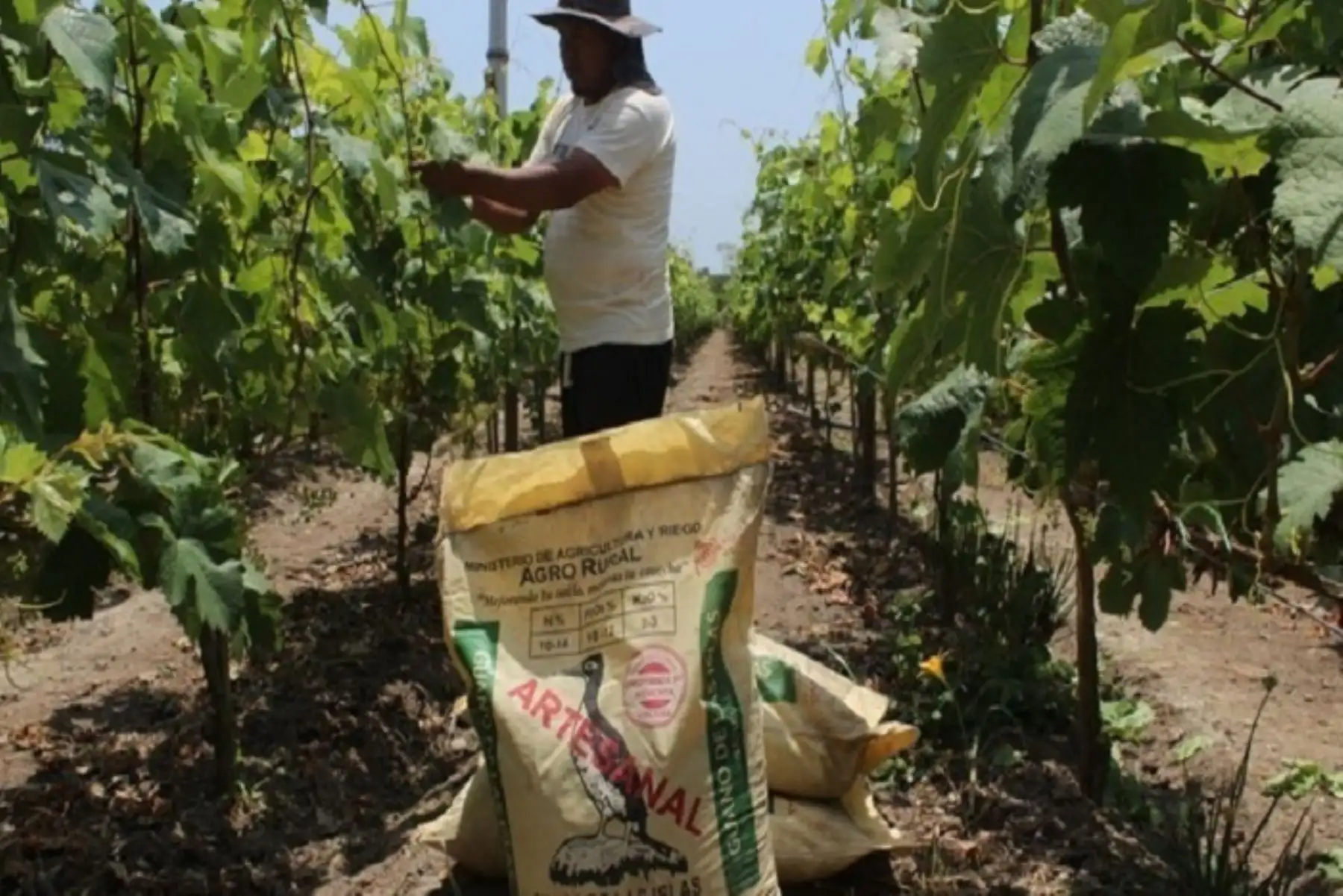 Durante el año 2021, Agro Rural, unidad ejecutora del Ministerio de Desarrollo Agrario y Riego (Midagri), destinó alrededor de 16 673 toneladas de guano de las islas (producto orgánico y artesanal) a un precio social para la pequeña agricultura familiar de 23 regiones del país. ANDINA/Difusión